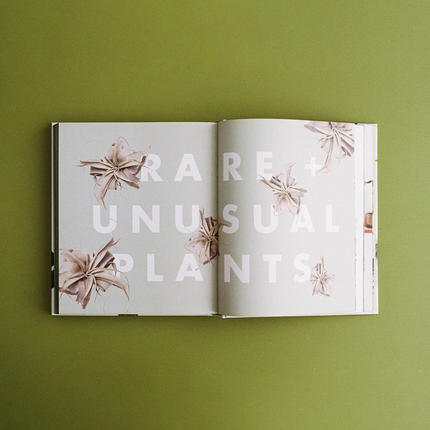 Libro Leaf Supply
