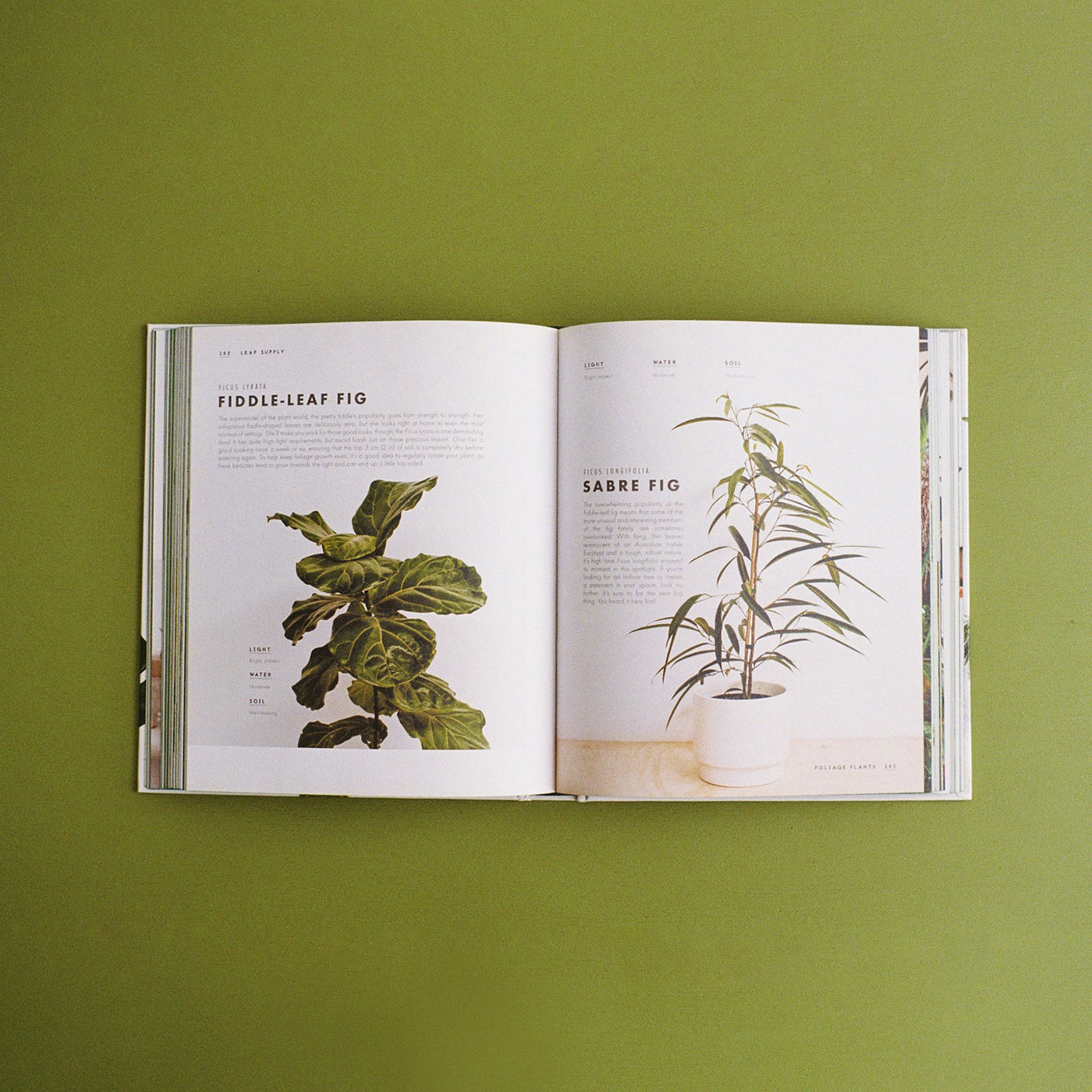 Libro Leaf Supply
